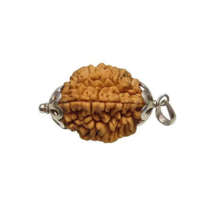 2 Mukhi Rudraksh