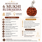 6 Mukhi Rudraksh