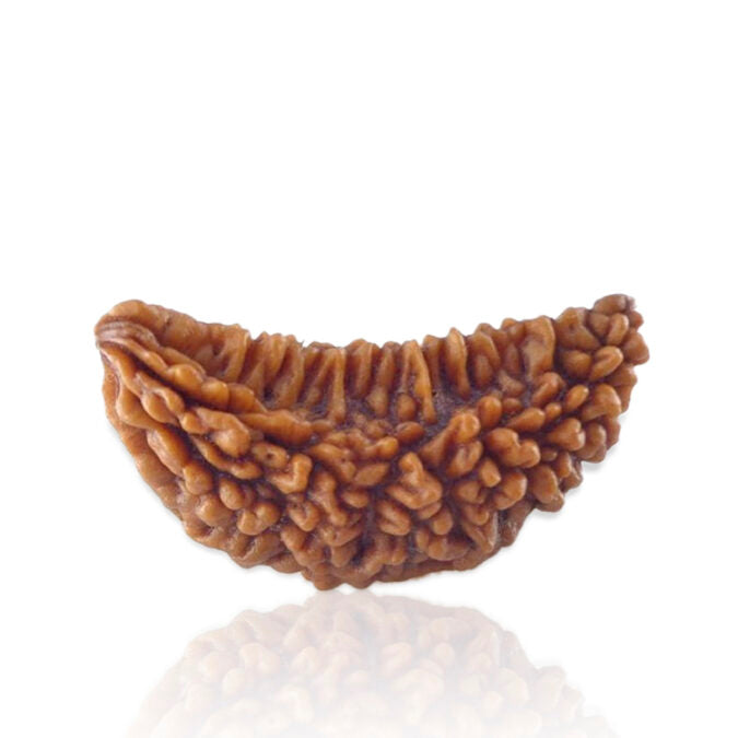 1 Mukhi Rudraksh
