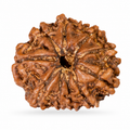 10 Mukhi Rudraksh