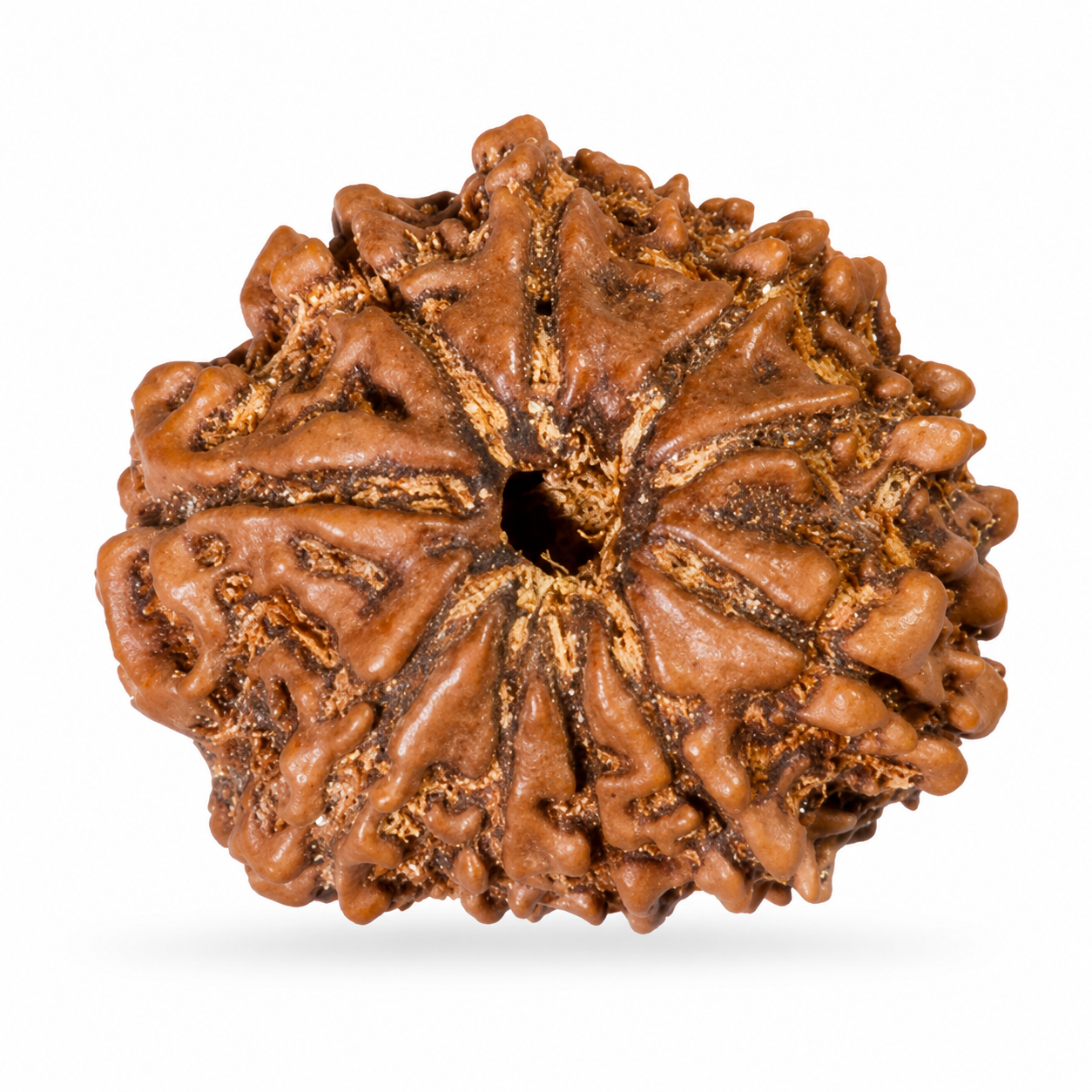 10 Mukhi Rudraksh