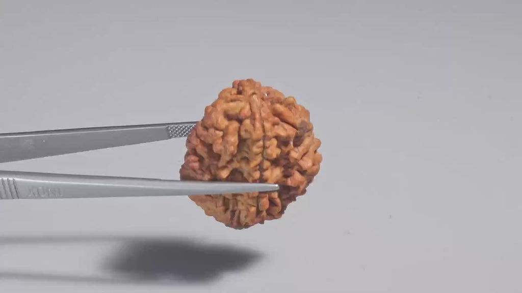2 Mukhi Rudraksh