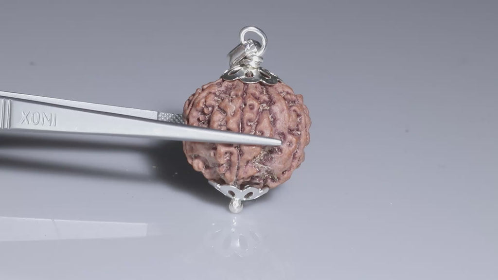 5 Mukhi Rudraksh